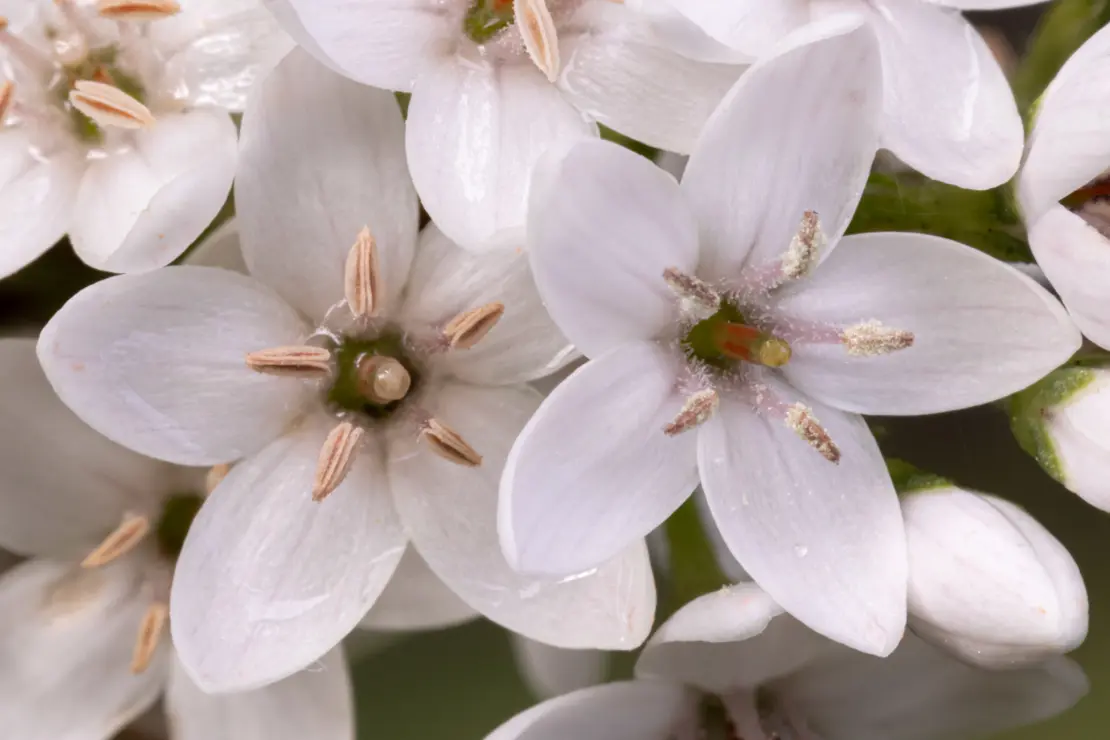 Entenschnabel-Felberich (Lysimachia clethroides) [2]